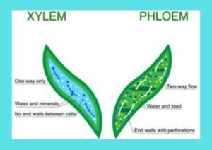 what are xylem and phloem