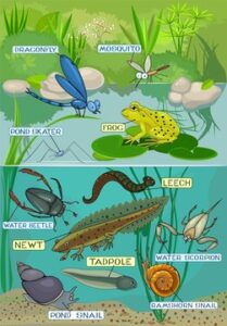 what are xylem and phloem