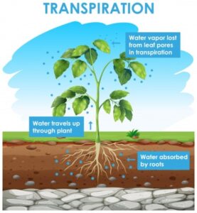 what are xylem and phloem