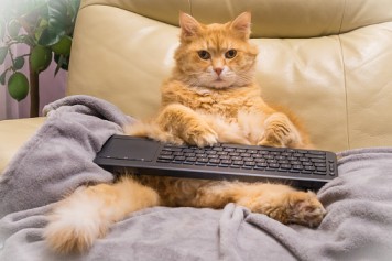 story of pets
